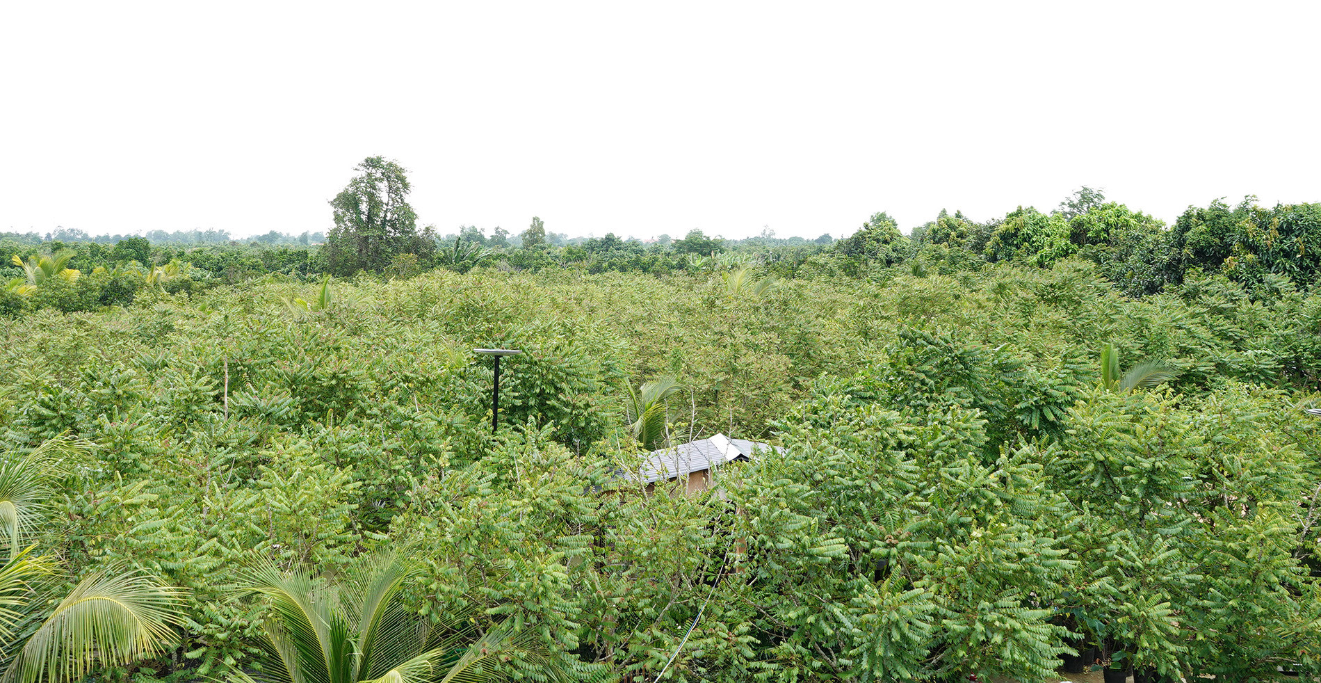 Chùm ruột 2.jpg