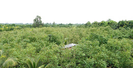 Chùm ruột 2.jpg