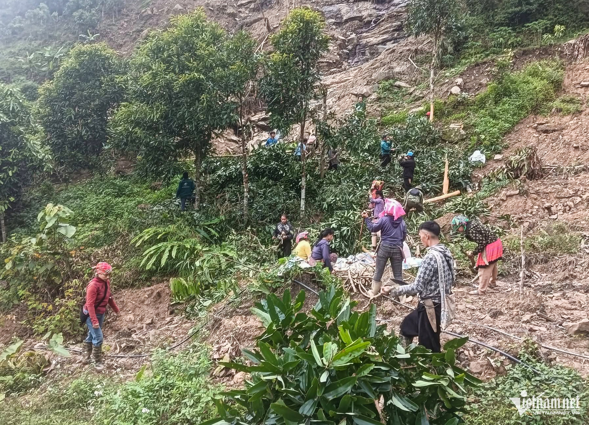 W-Chặt quế để làm đường giao thông.jpg