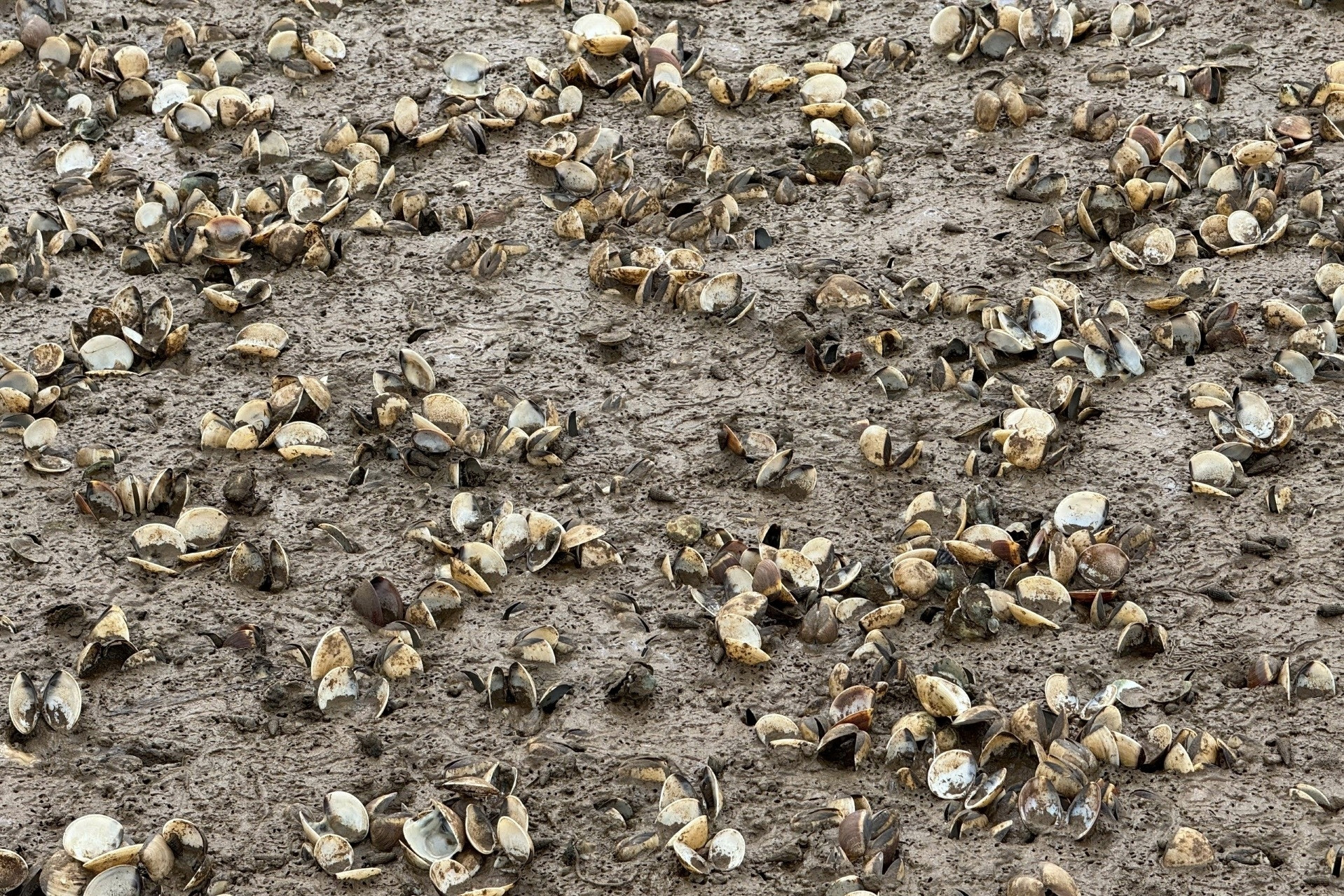 60ha ngao chết hàng loạt ở Thanh Hoá sau mưa bão, ước thiệt hại 2.400 tấn