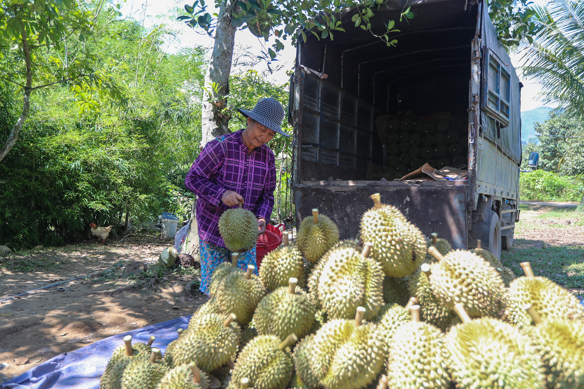Sầu riêng mang về 1.500 tỷ đồng, Khánh Hòa mạnh tay xử lý gian lận mã vùng trồng