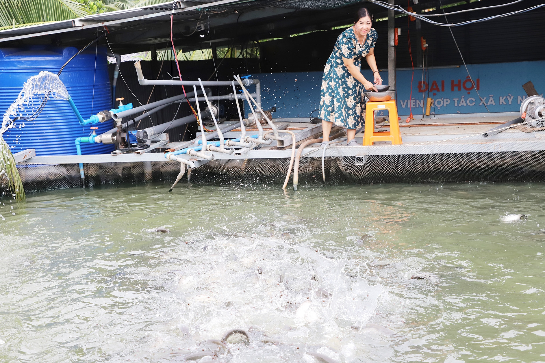Từ mượn sổ đỏ vay nợ, người phụ nữ miền Tây dựng cơ sở cá thát lát thu 28 tỷ/năm