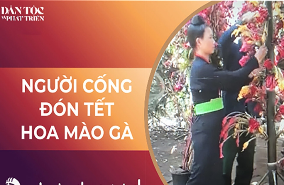  Người Cống đón Tết hoa mào gà 