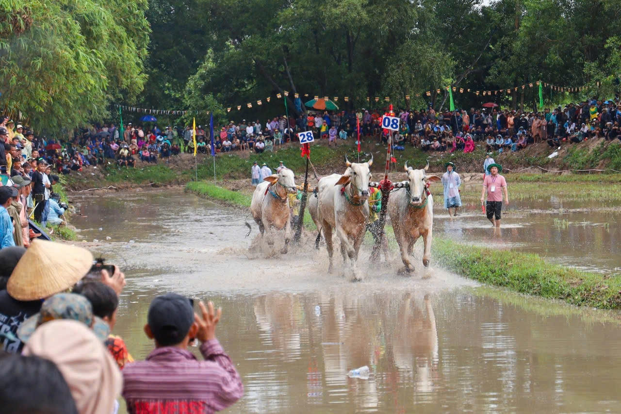 Rộn ràng mùa đua bò Chùa Rô, nơi văn hóa Khmer được đánh thức trên ruộng lúa