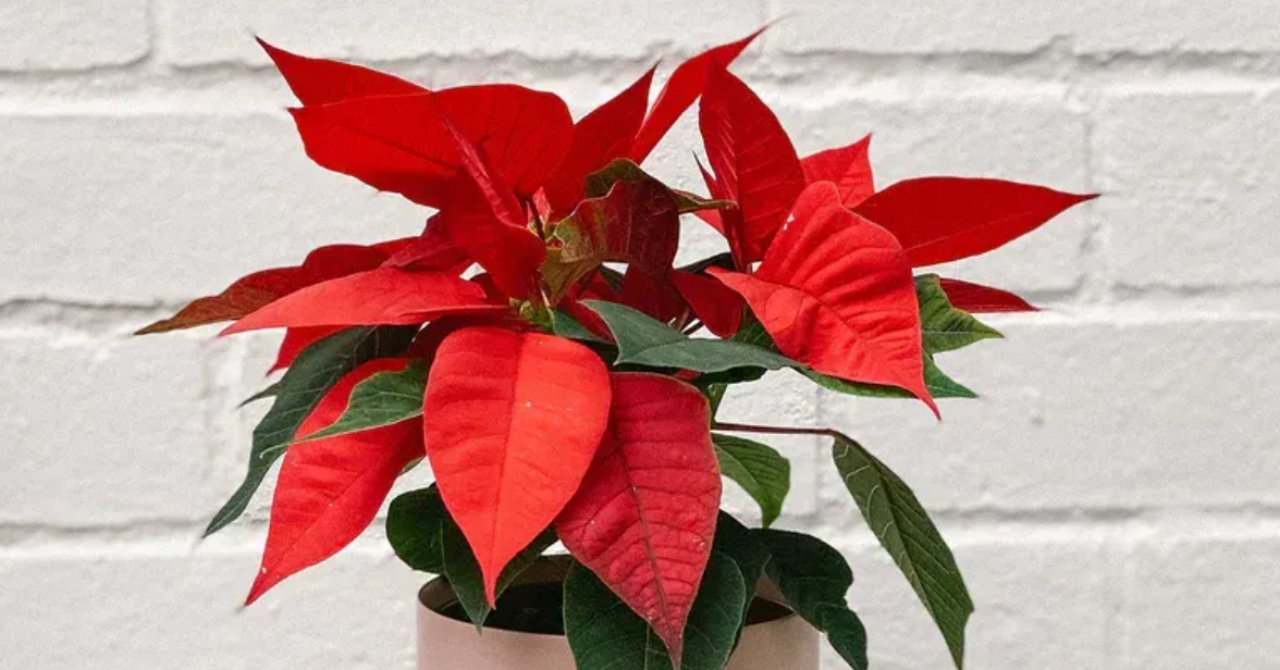 Top 4 cây phong thủy cho năm học mới, vừa đẹp vừa dễ chăm