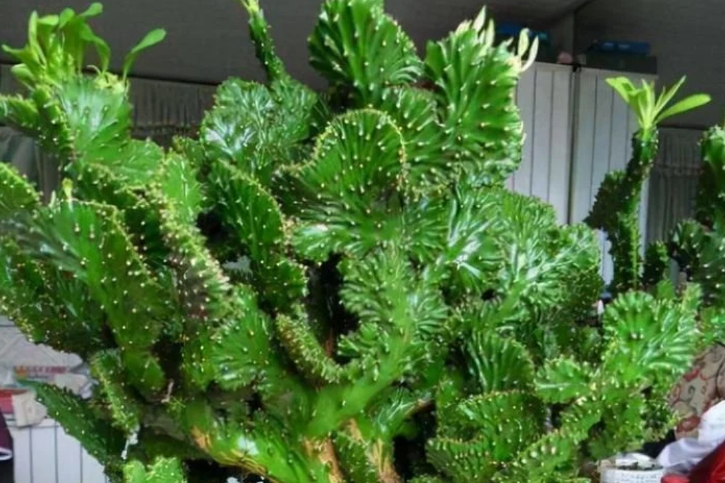 4 loại cây nên trồng ở ban công mang ý nghĩa hóa giải sát khí, đón vượng khí