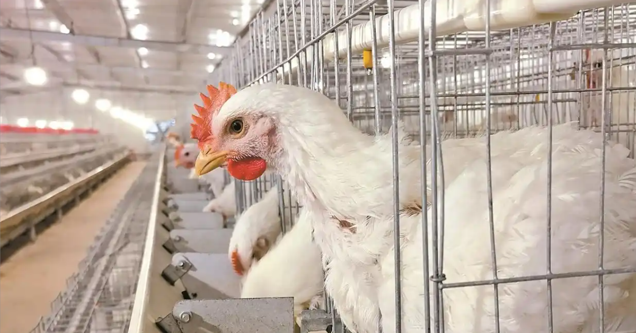Hé lộ bí mật đằng sau loại gà Trung Quốc 35-45 ngày đạt 2,5kg, giá ‘rẻ như cho’