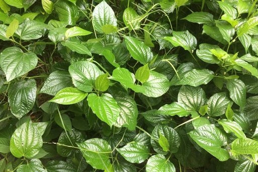 3 cây thuốc hỗ trợ giảm đau nhức xương khớp