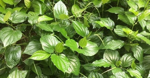 3 cây thuốc hỗ trợ giảm đau nhức xương khớp