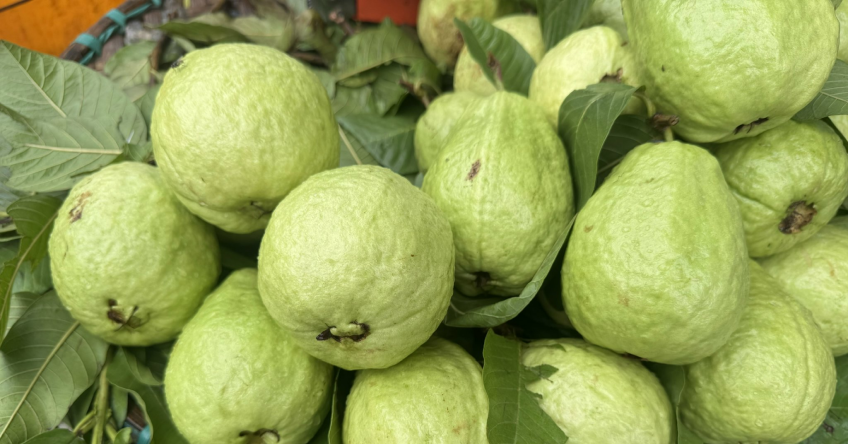 5 lý do bệnh nhân đái tháo đường nên ăn ổi nhiều hơn