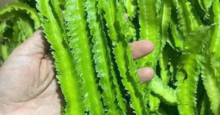 Tác dụng của loại đậu được ví như "rồng xanh" trong vườn