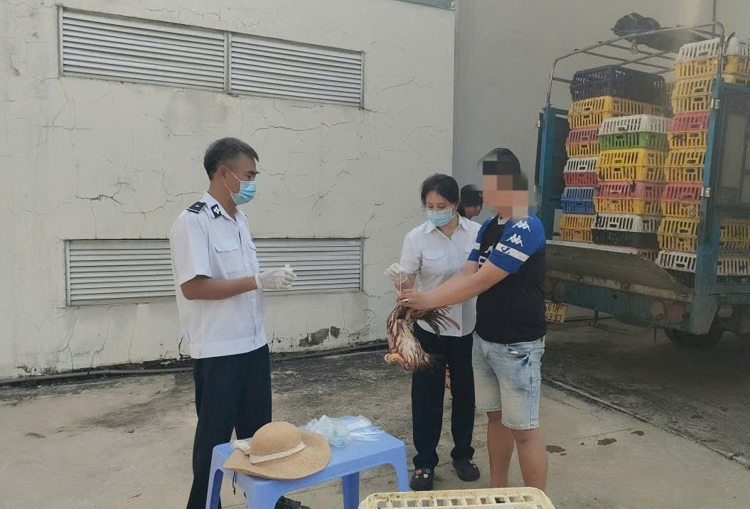 Chặn 2 xe tải chở gần 4 tấn gà không có giấy kiểm dịch trên đường vào TPHCM