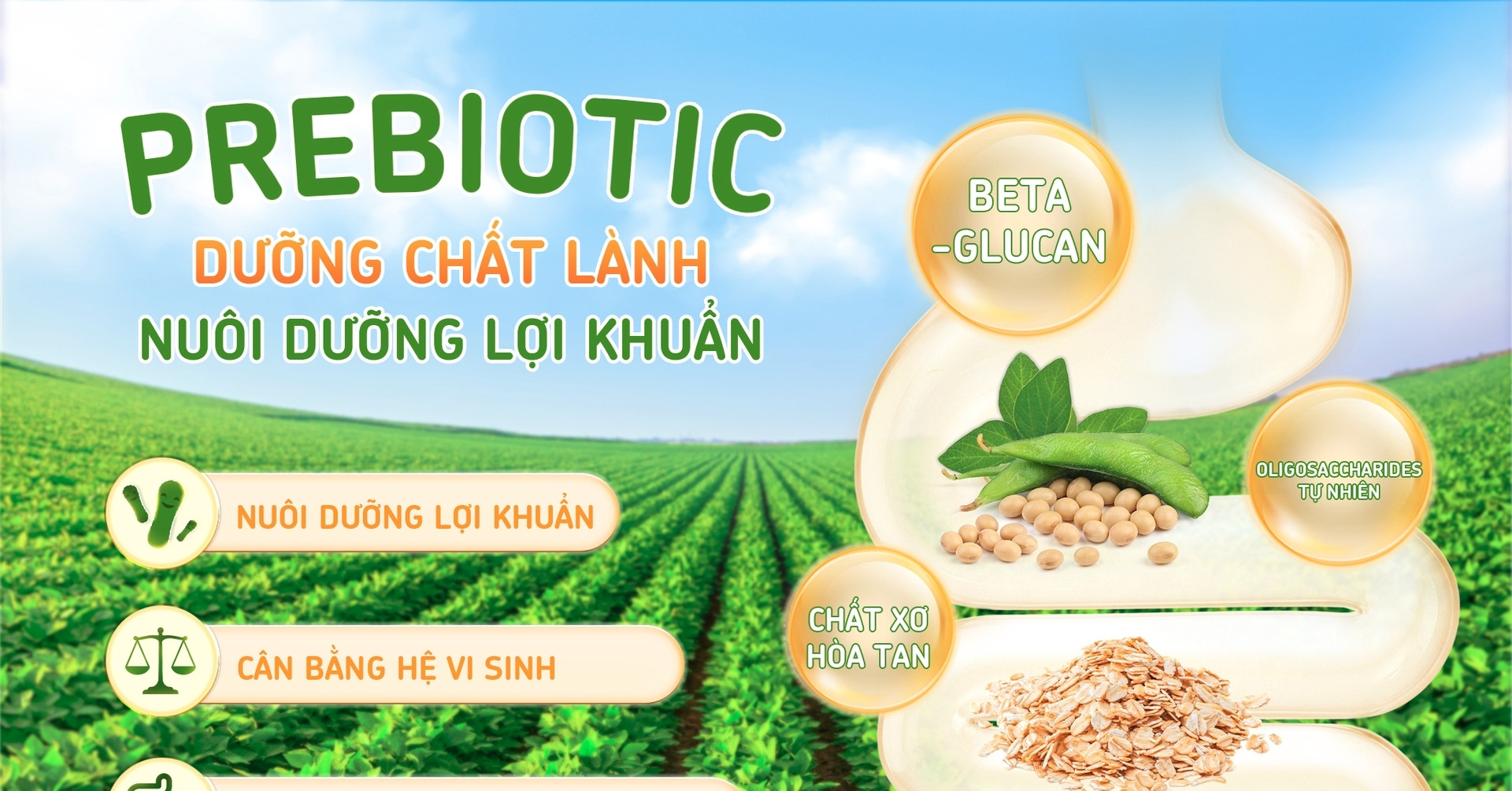 Đậu nành và yến mạch: Góc nhìn mới về sức khỏe hệ vi sinh đường ruột