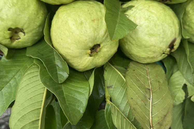 Lá ổi có những công dụng gì?
