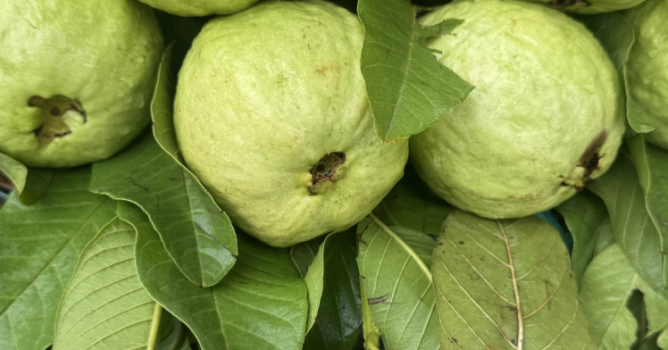 Lá ổi có những công dụng gì?