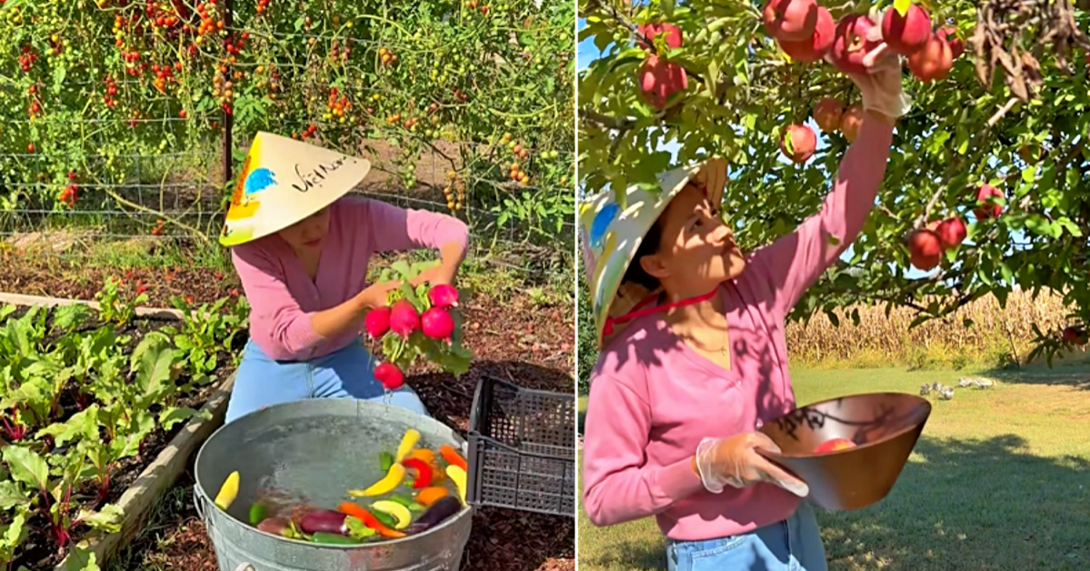 Sang Mỹ định cư, 9X Đà Nẵng làm vườn rau củ Việt để đỡ nhớ quê nhà
