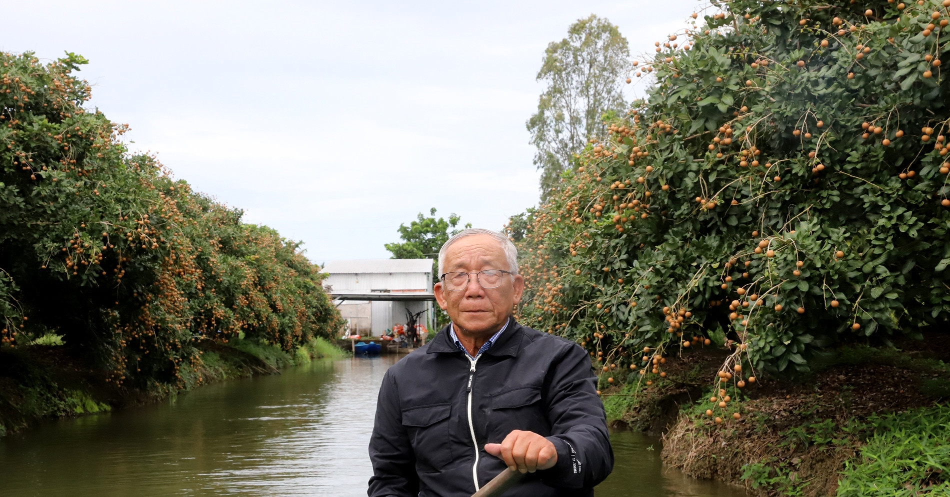 Nguyên phó giám đốc sở trồng 20ha thanh nhãn, một vụ thu khoảng 1,5 tỷ đồng