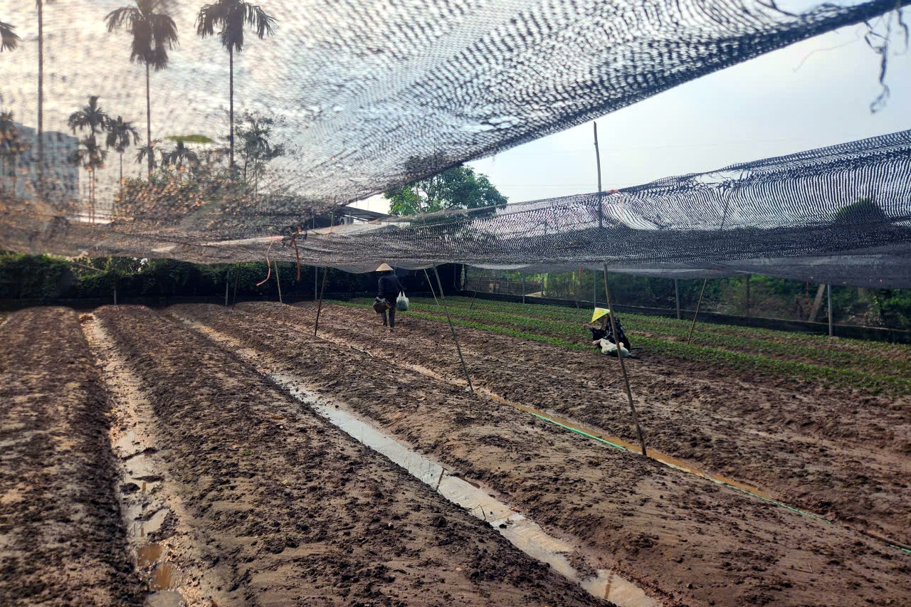 Làng hoa Tây Tựu thiệt hại nặng do ngập úng