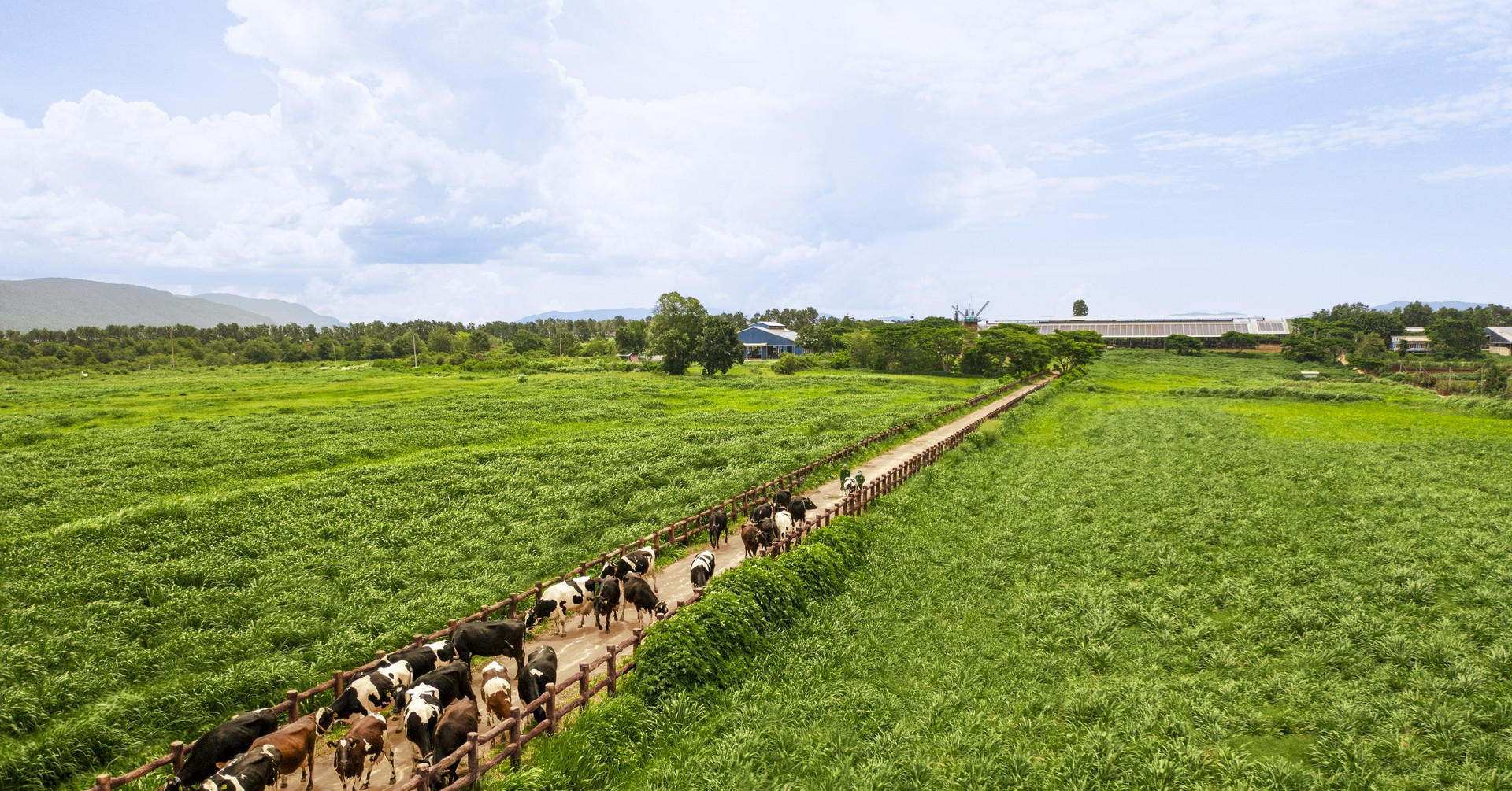 50 năm Vinamilk: Khi ‘đạt chuẩn’ chưa phải điểm dừng