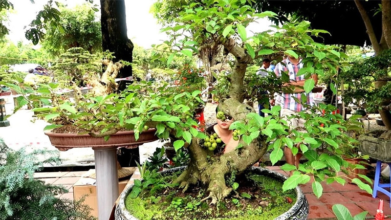Cách trồng cây sung tại nhà xanh tốt, thu hút may mắn, tài lộc