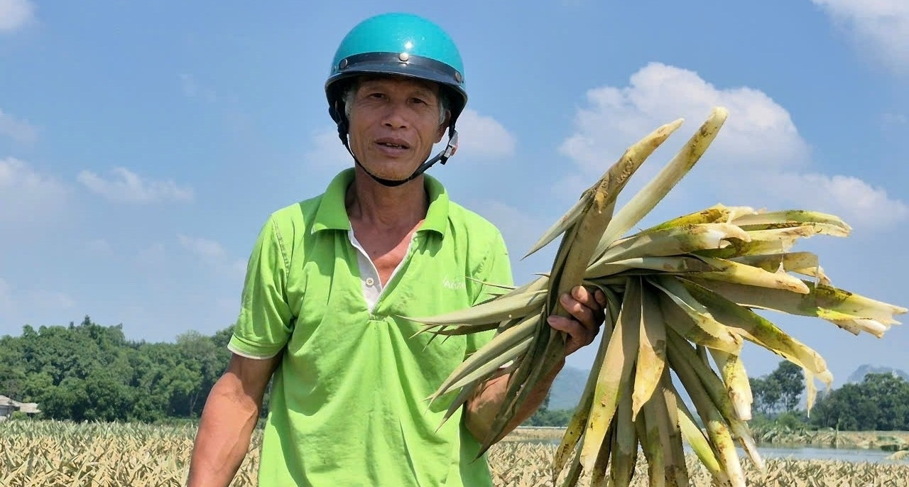 Gần 300ha dứa chìm trong nước, nông dân Thanh Hóa nguy cơ mất trắng trăm tỷ
