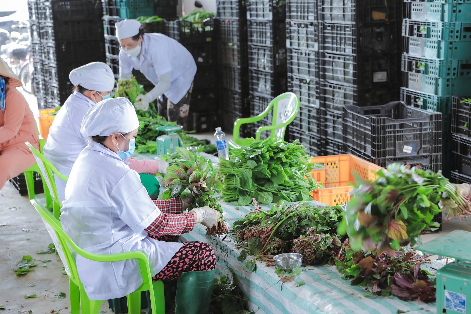 Giá rau xanh ở TPHCM tăng cao: 'Chúng tôi gần như không có rau để bán'