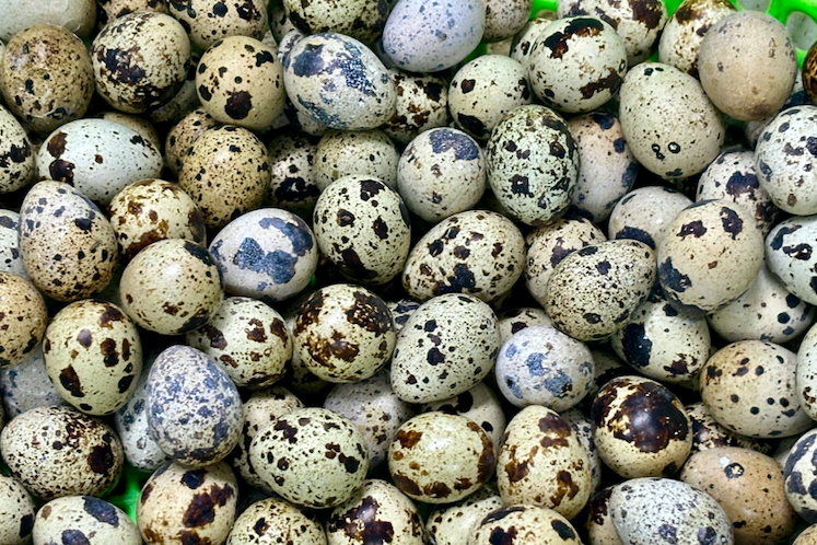 Luộc trứng cút bao nhiêu phút thì chín?