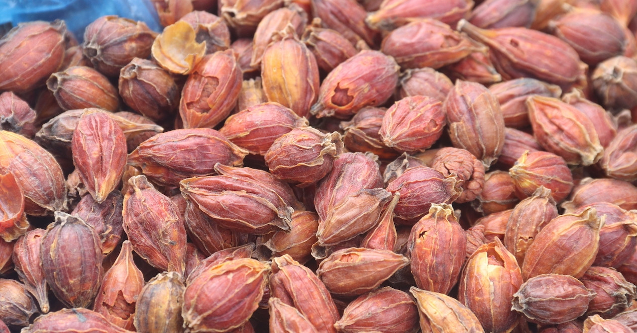 Thứ quả dại ở góc vườn sở hữu hoạt chất như saffron nhụy nghệ tây đắt đỏ