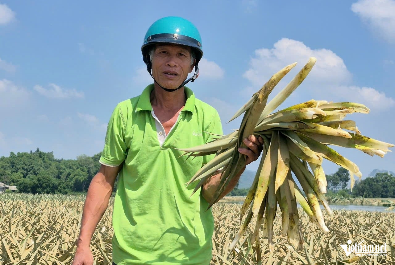 W-a1Gần 300ha dứa chìm trong nước.jpg