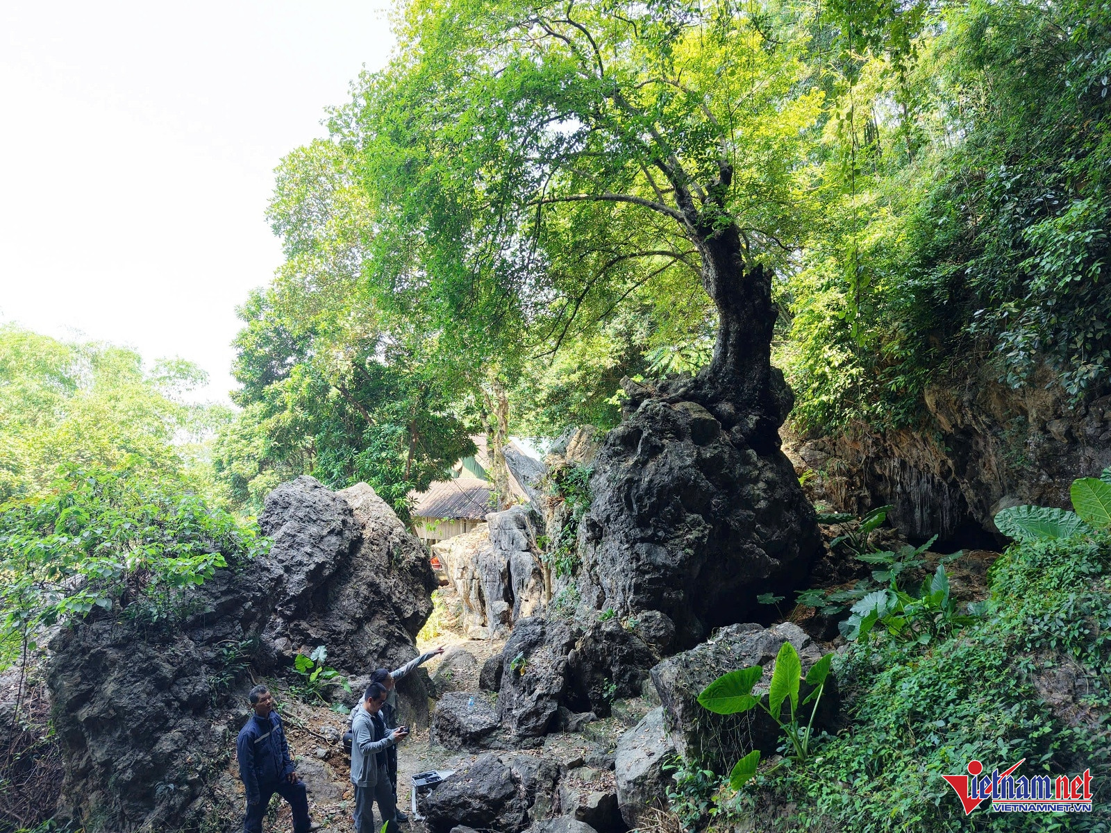 W-Cây thị 2.jpg