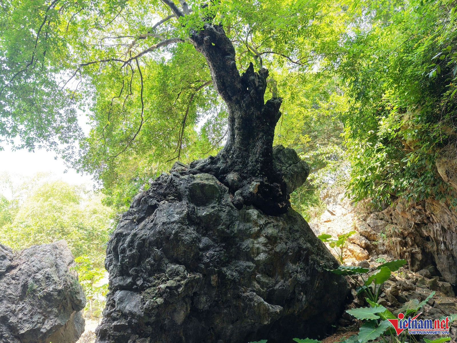 W-Cây thị 3.jpg