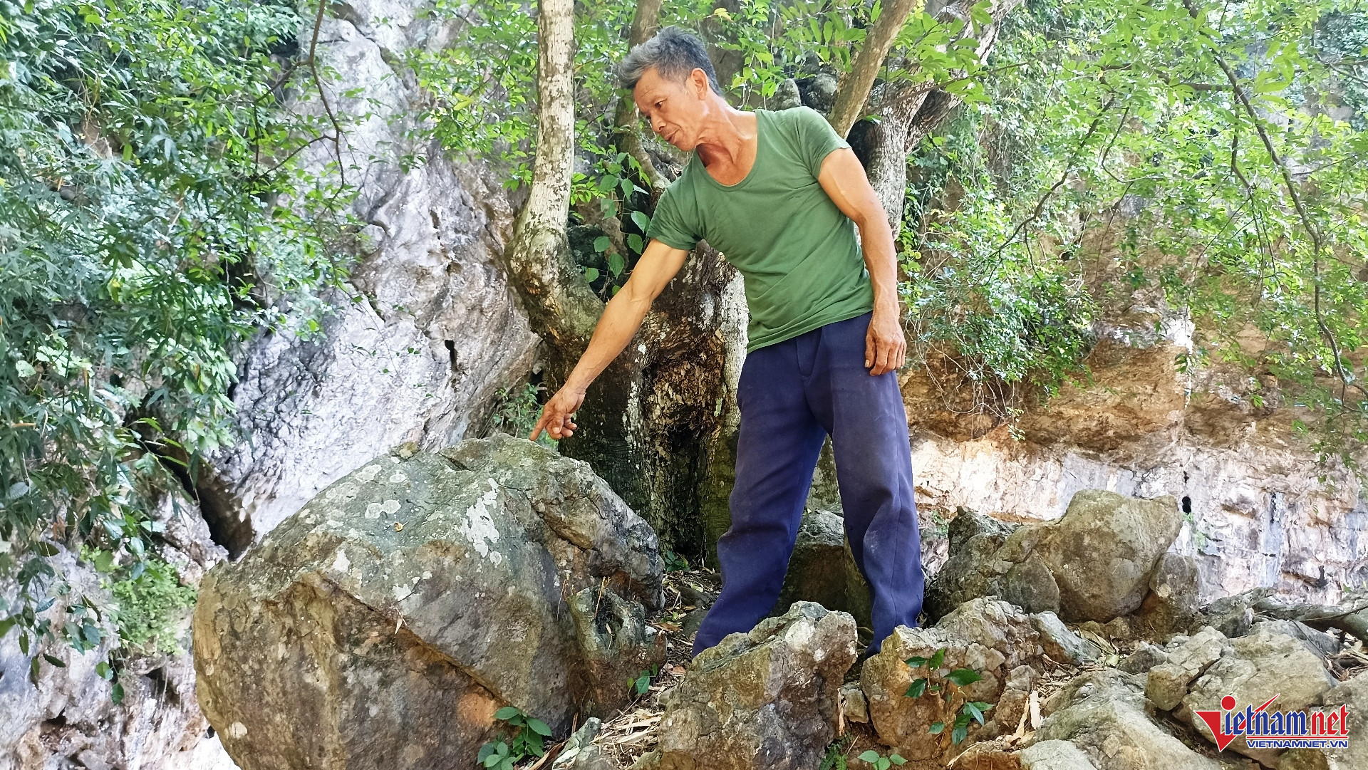 W-Cây thị 6.jpg