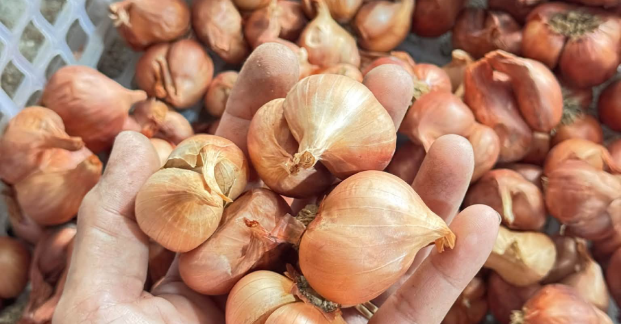 Loại gia vị quen thuộc trong gian bếp đa công dụng nhưng đại kỵ với thịt chó
