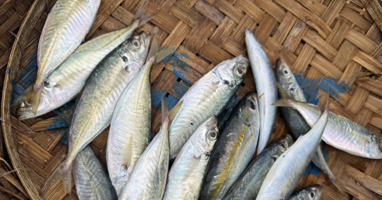 3 bộ phận của cá vừa bẩn và độc