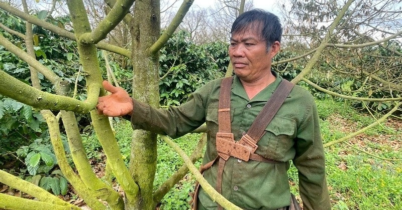 Hơn 12ha sầu riêng bỗng nhiên "chết đứng", nhiều hộ dân mất tiền tỷ