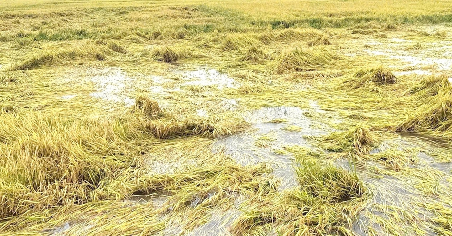 Phía sau chuyện làm 2 sào lúa 3 tháng, một nông dân Đắk Lắk lãi 35.000 đồng