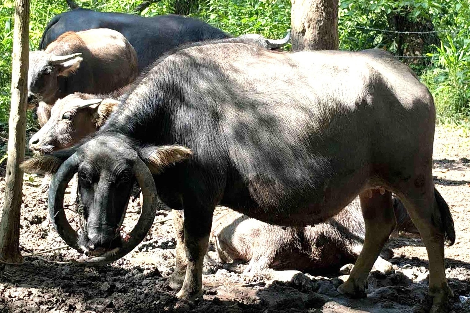 Trâu cái bán hoang dã có cặp sừng mọc ngược, ôm trọn phần đầu gây chú ý