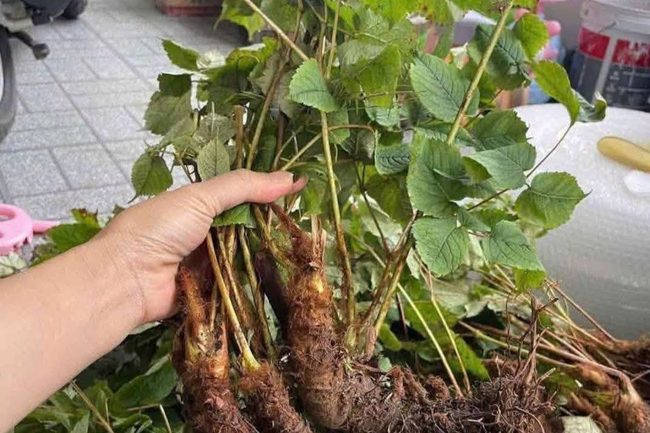 Bí mật của loài cây mọc hoang giúp tăng sinh lực