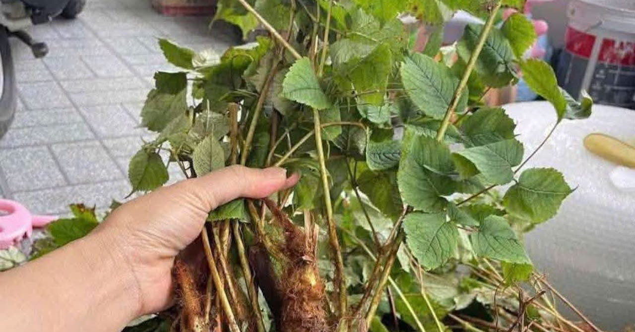Bí mật của loài cây mọc hoang giúp tăng sinh lực
