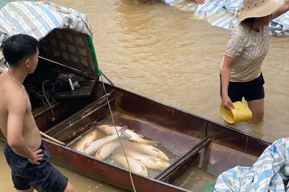 Mực nước sụt bất thường tại thủy điện Cẩm Thủy 1, gần 10 tấn cá lồng chết
