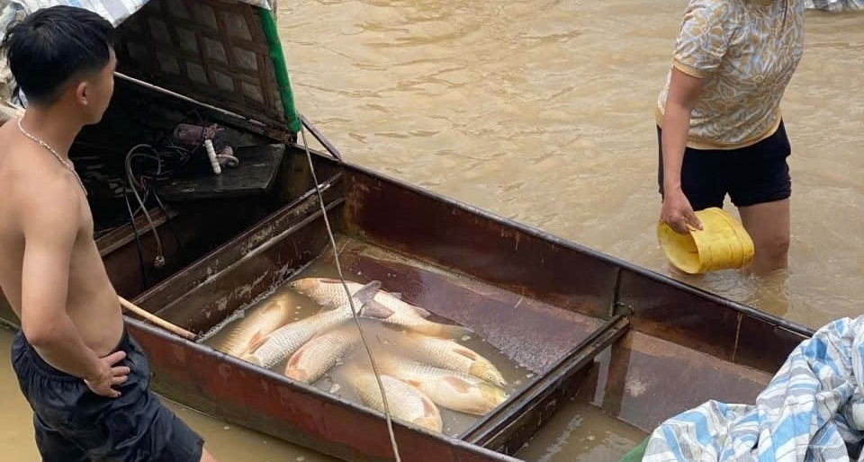Mực nước sụt bất thường tại thủy điện Cẩm Thủy 1, gần 10 tấn cá lồng chết