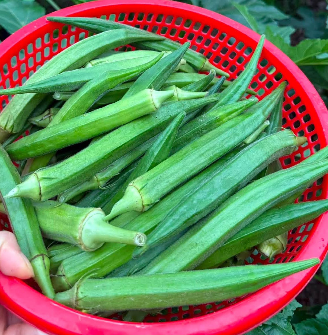 qua  dau  bap .jpg
