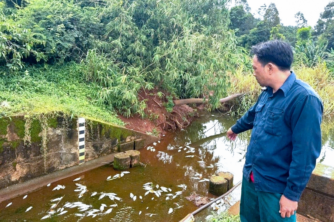 Cá chết bất thường tại hồ, ước tính lên đến hàng tấn