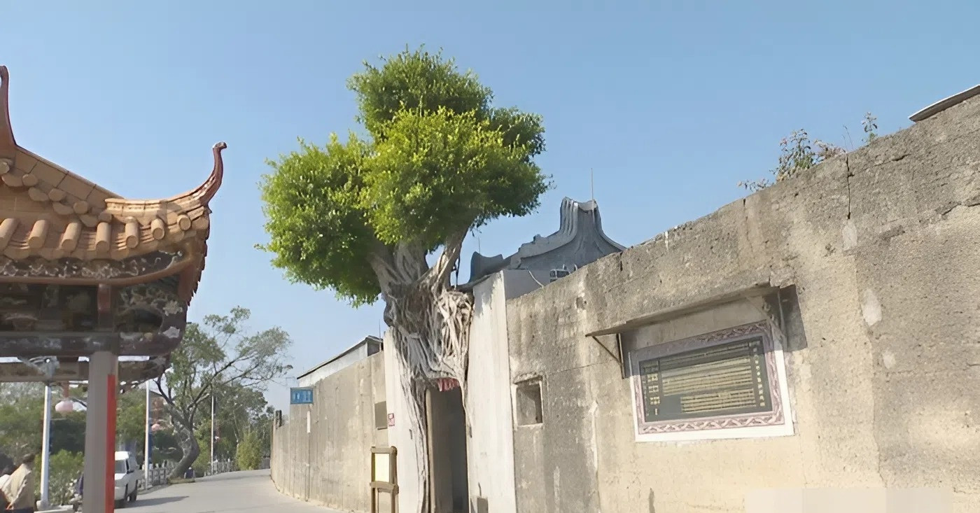Cây đa 277 tuổi quấn chặt cổng làng 600 năm, tạo cảnh tượng hiếm thấy
