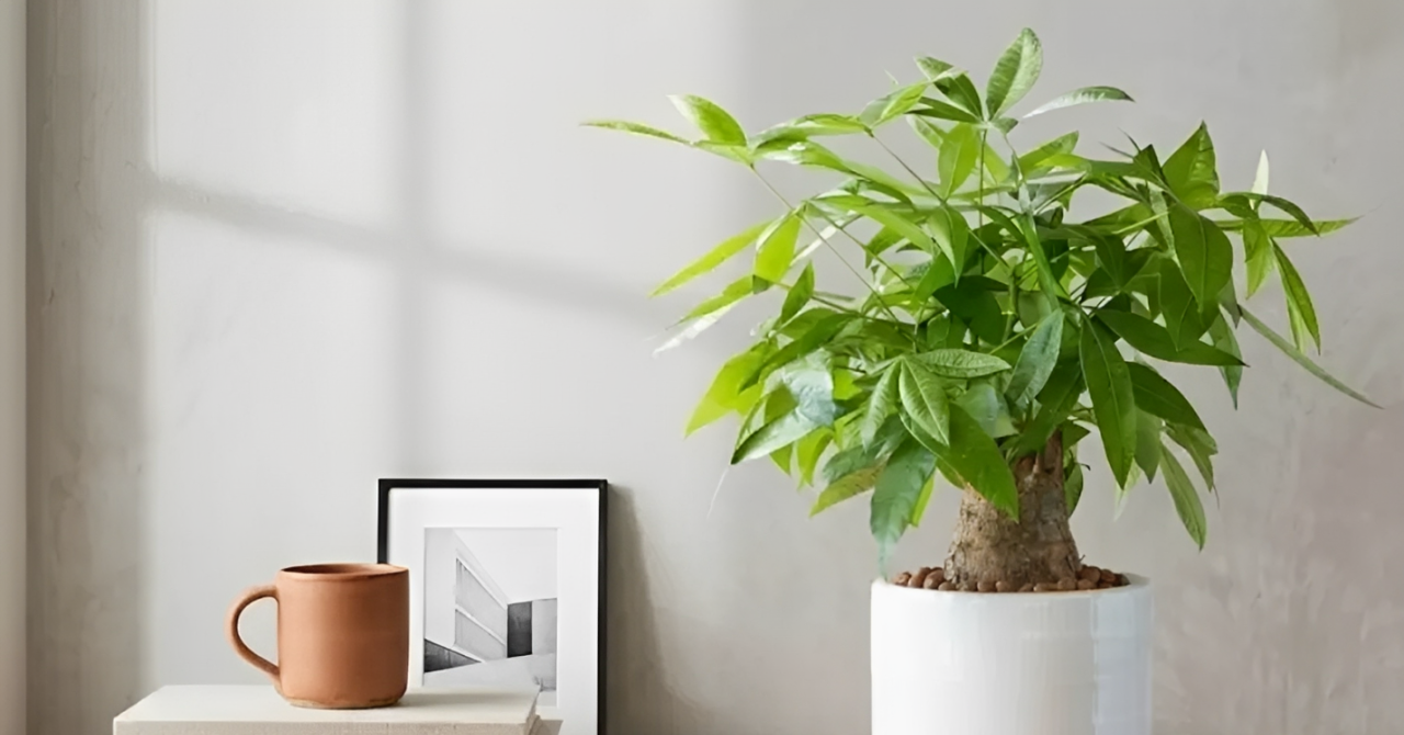 3 loại cây nhỏ để bàn làm việc vừa đẹp vừa mang ý nghĩa phong thủy