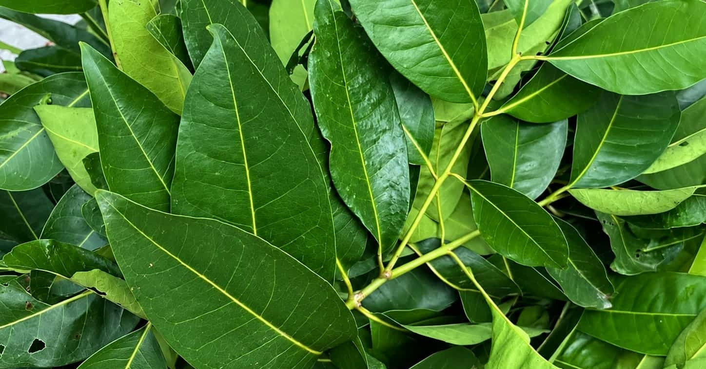 4 loại cây, hoa là vị thuốc tốt hỗ trợ người bị huyết áp