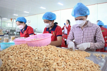 Vietnam's cashew industry faces risk of trade deficit