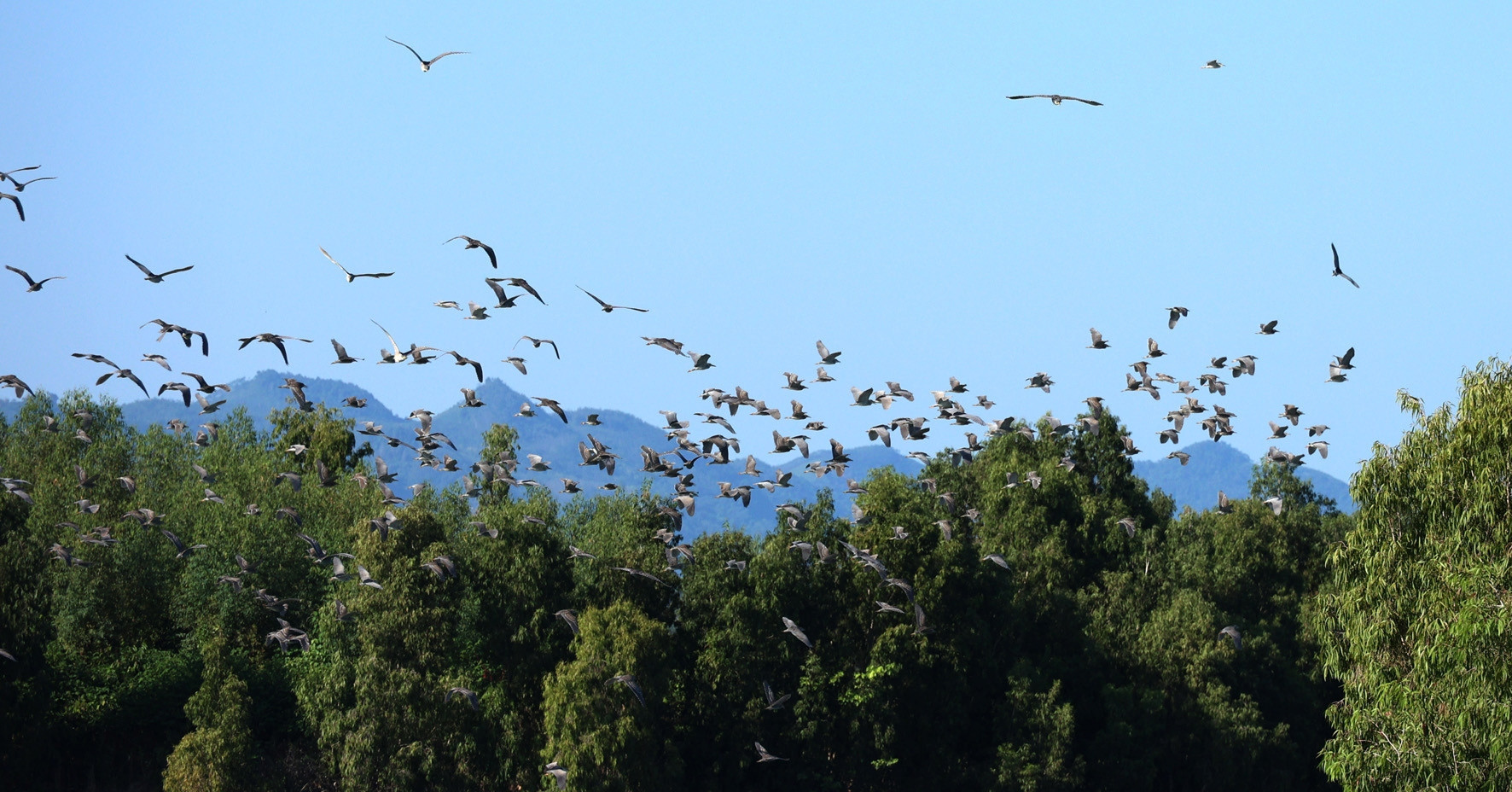 Thac Ba Lake comes alive with flocks of migratory white storks