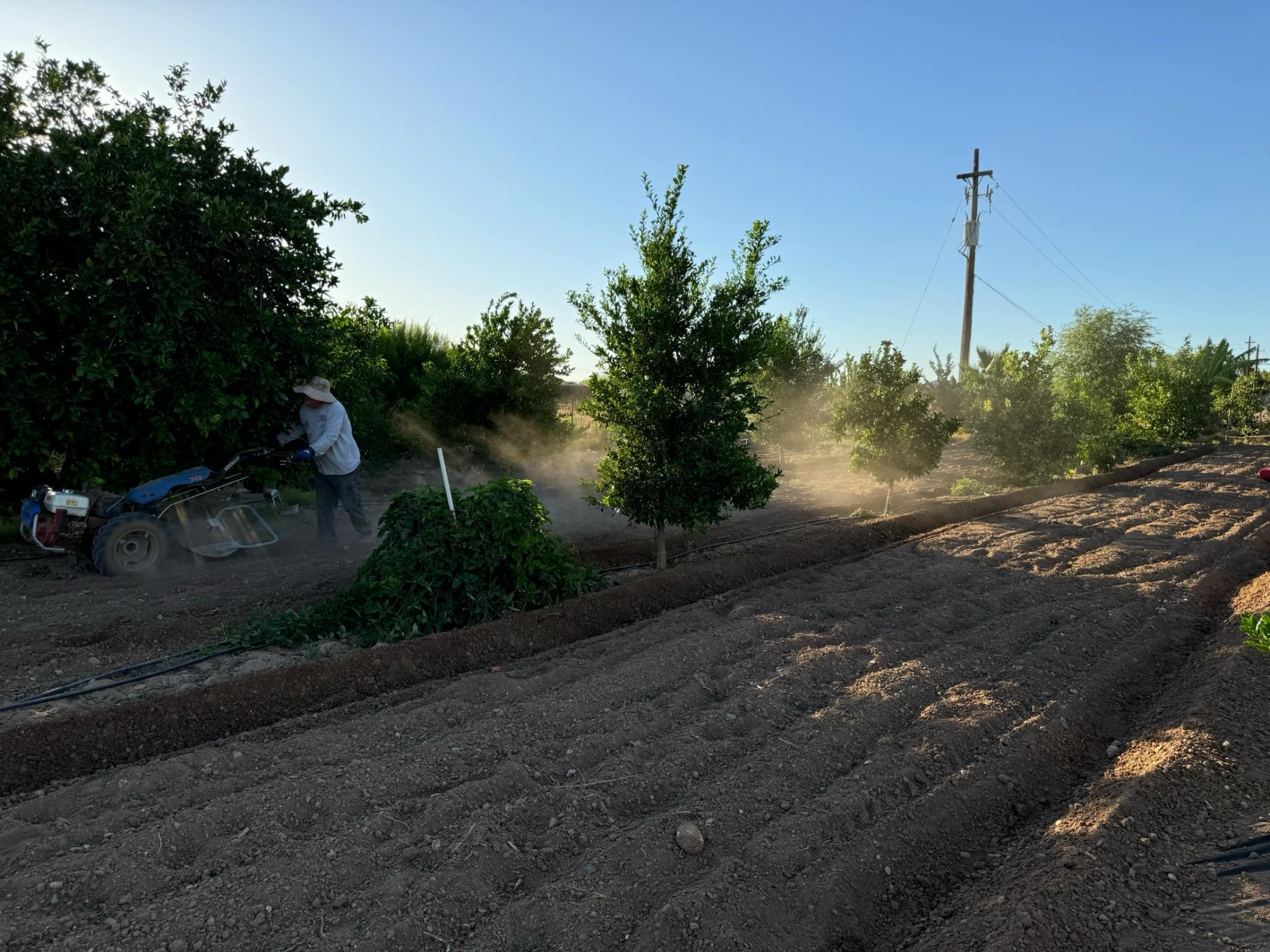 ảnh 9 làm vườn ở Mỹ.jpg