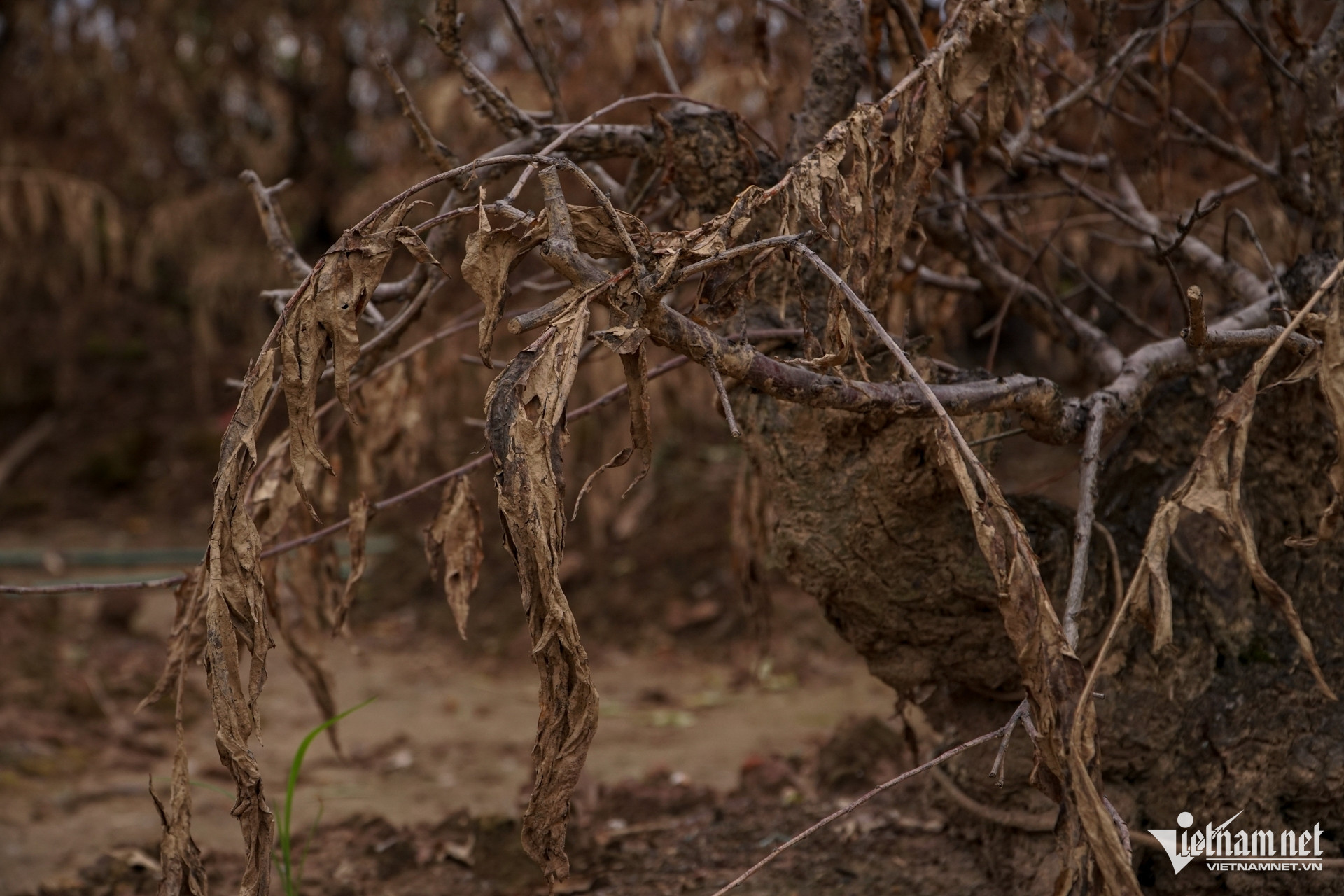 W-Đào Nhật Tân 11.jpg